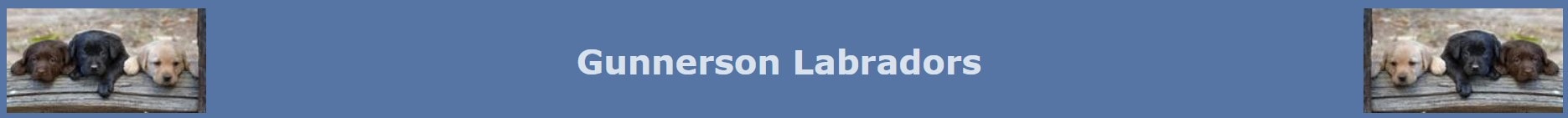 Gunnerson Labradors