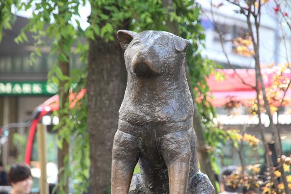 HAshiko Shibuya Tokyo13
