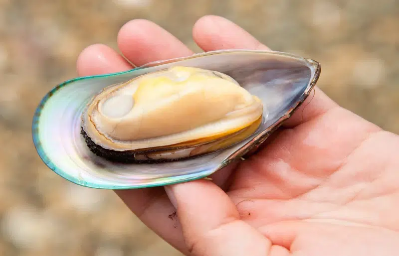 Hand holding freshly cooked New Zealand green-lipped mussel