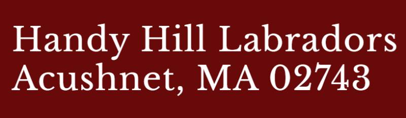 Handy Hill Labradors