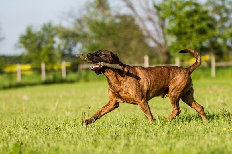 Hanoverian hound runnin with a stick in its mouth