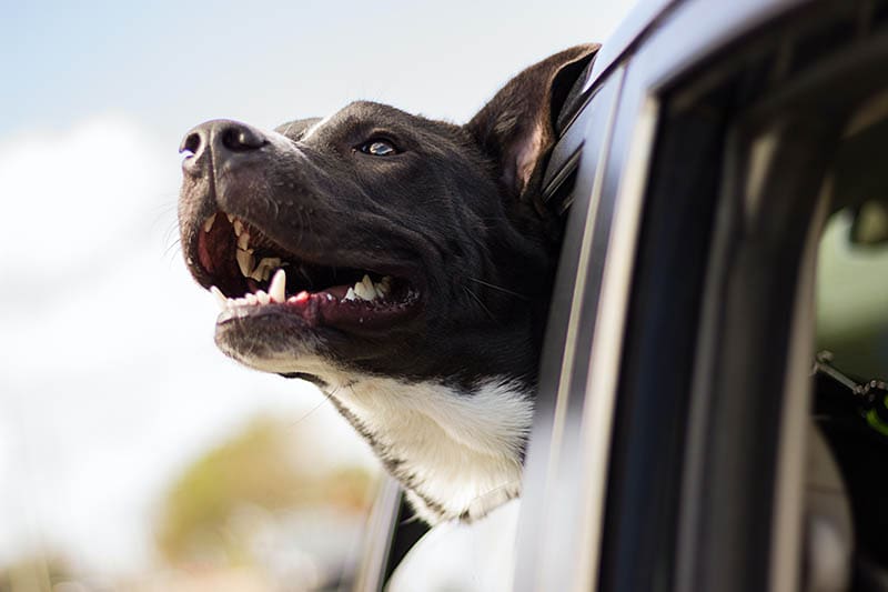 Happy Dog enjoying the ride while sticking his head out of the window