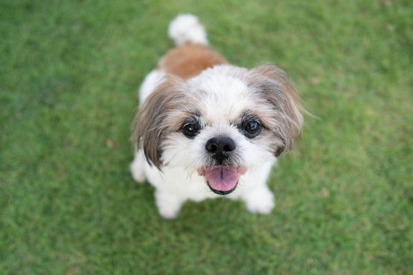 Happy Shih tzu dog sitting on green grass.