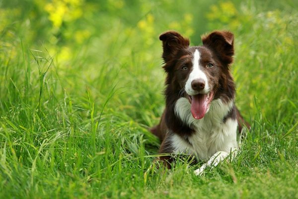 Border Collie dog with tongue sticking out