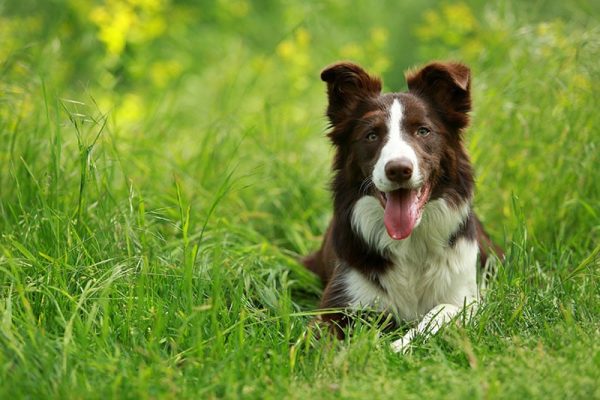 Happy brown and white border collie dog with tongue sticking out