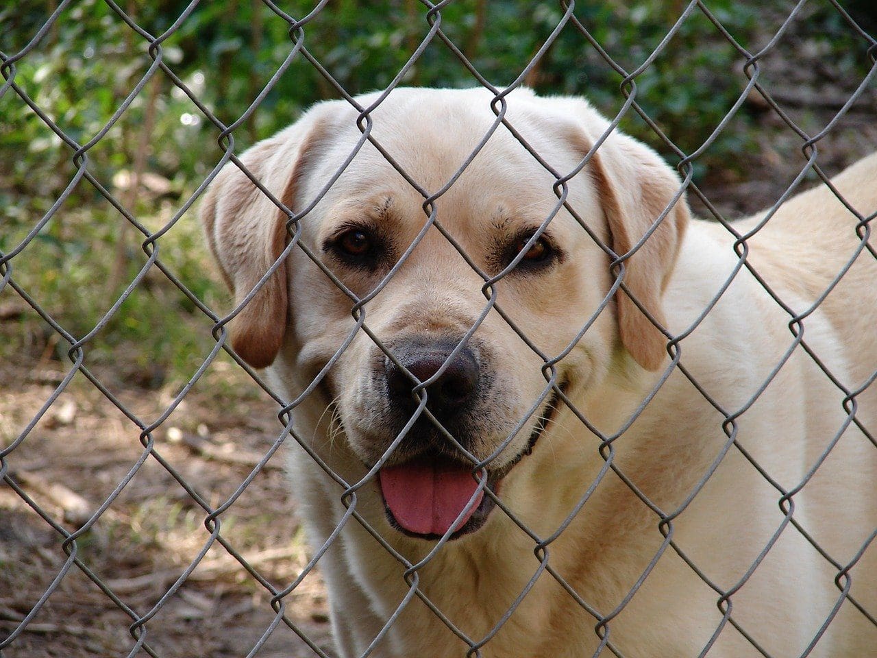 Happy dog at a fence