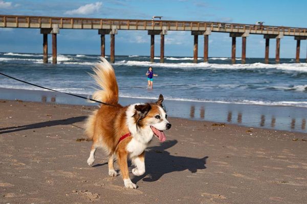 Happy dog trotting on the beach in St Augustine Florida