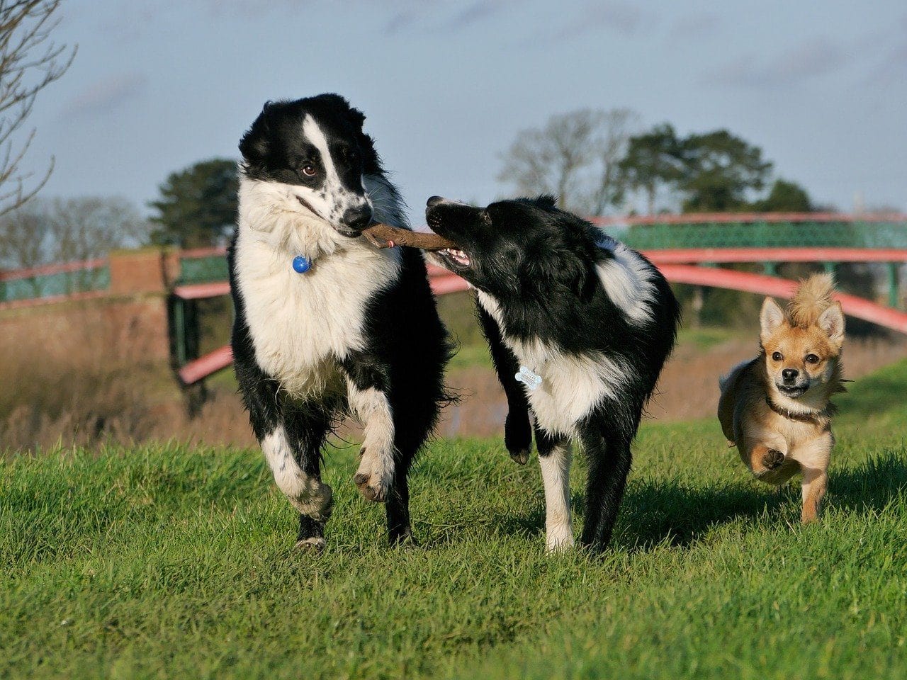 Happy dogs playing together