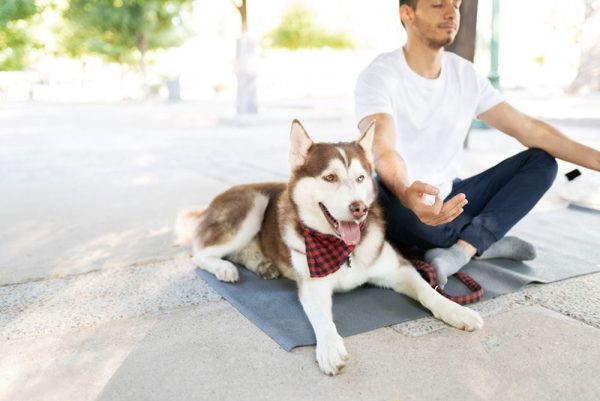 Happy huhsky dog accompanying his male owner while doing yoga in the park