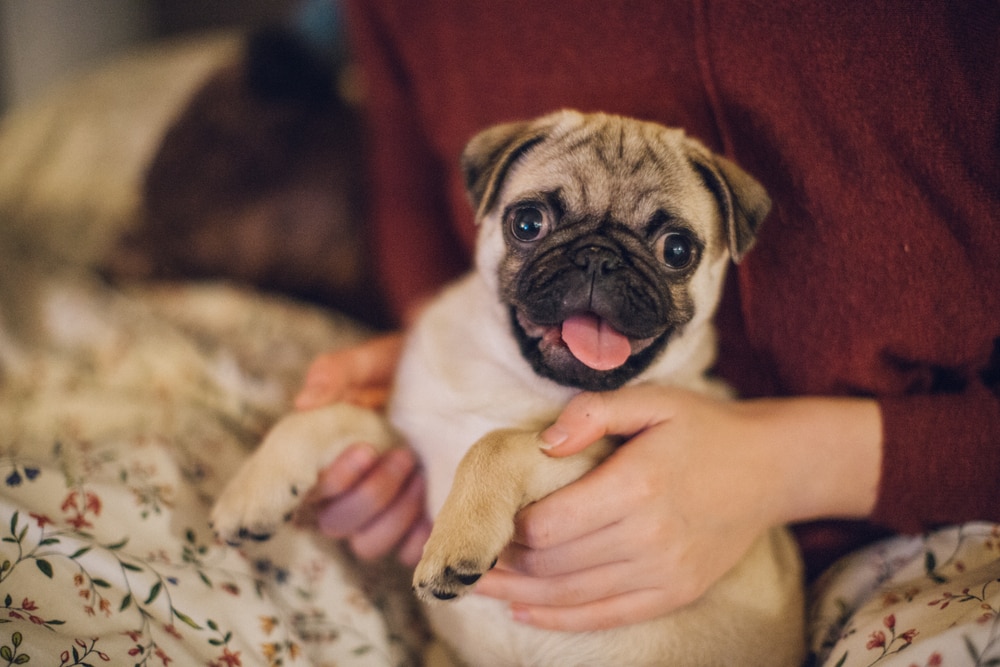 Happy pug puppy on lap