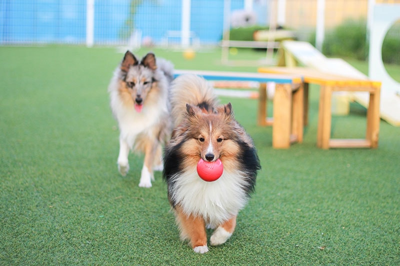 Happy puppies in a private playground