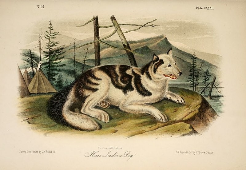 Hare indian dog extinct