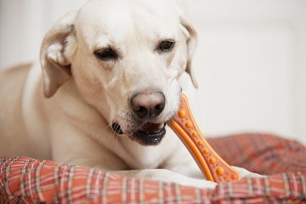 Hartz Chew