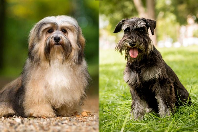 Havanese and Miniature Schnauzer