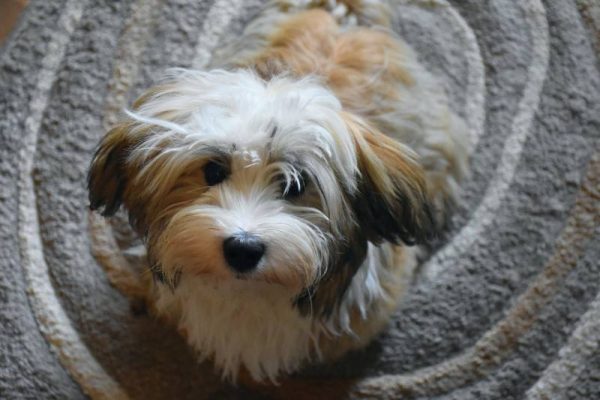 Havanese dog standing on carpet