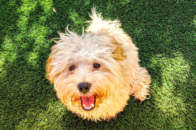 Havapoo puppy in yard with green grass