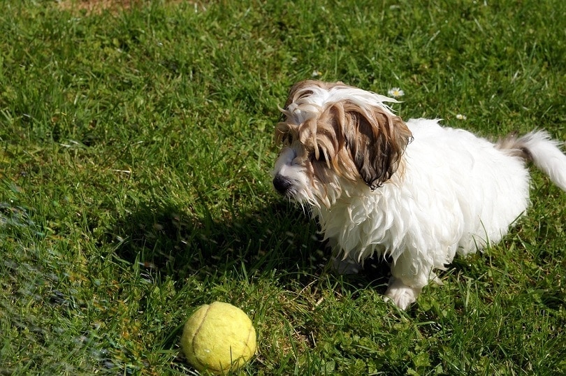 Havaton Dog