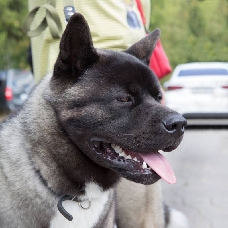 Head portrait of a dog breed American Akita