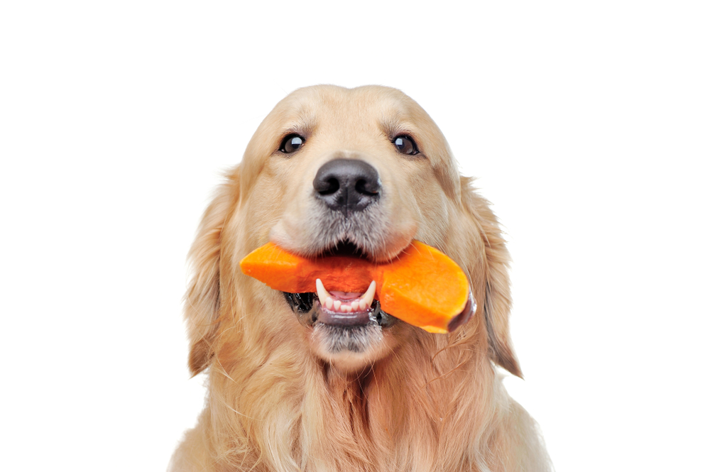 Head portrait of a golden retriever dog eating pumpkin slice