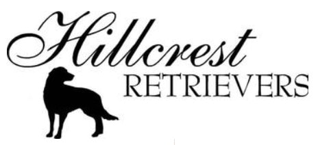 Hillcrest Retrievers