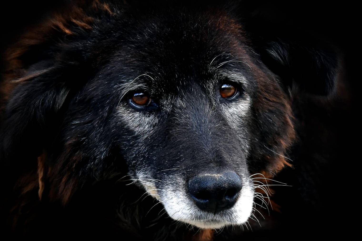 Himalayan Sheepdog close up_Dr.Arpan Chatteerjee_Shutterstock