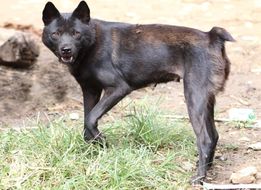 Hmong_Bobtail