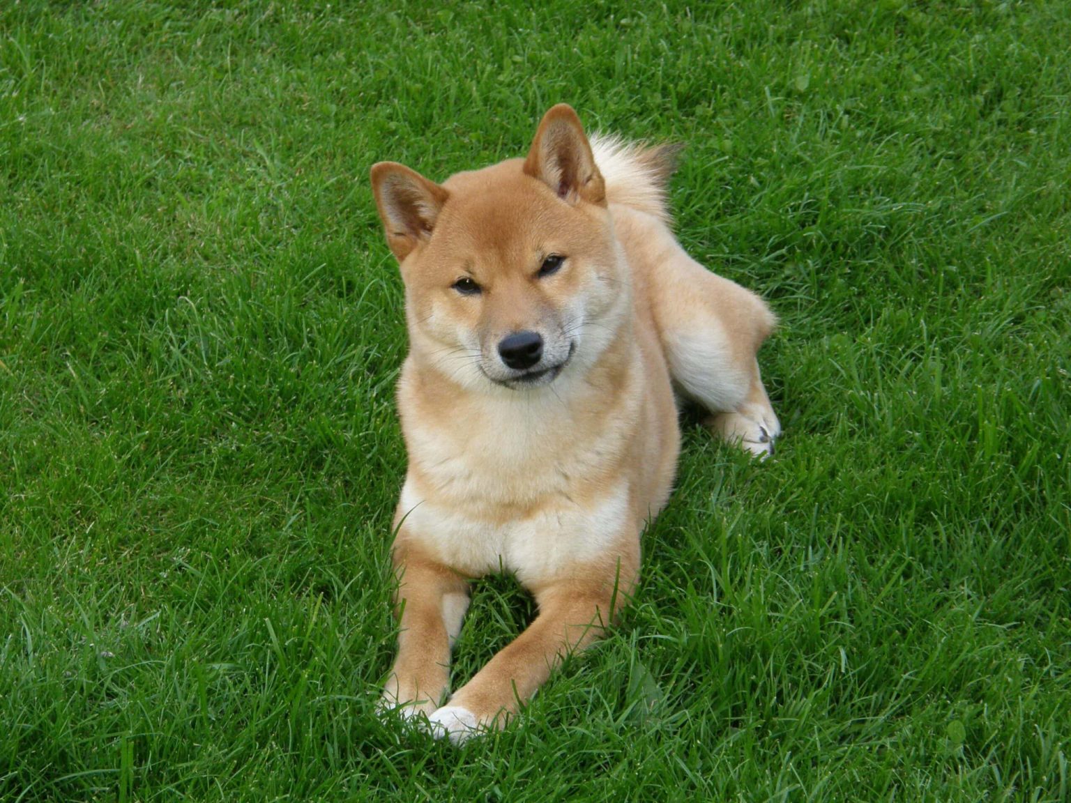 Hokkaido Dog Breed: Info, Pictures, Facts, & Traits – Dogster