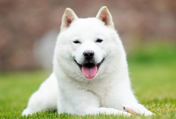 Hokkaido smile_Happy Monkey_Shutterstock