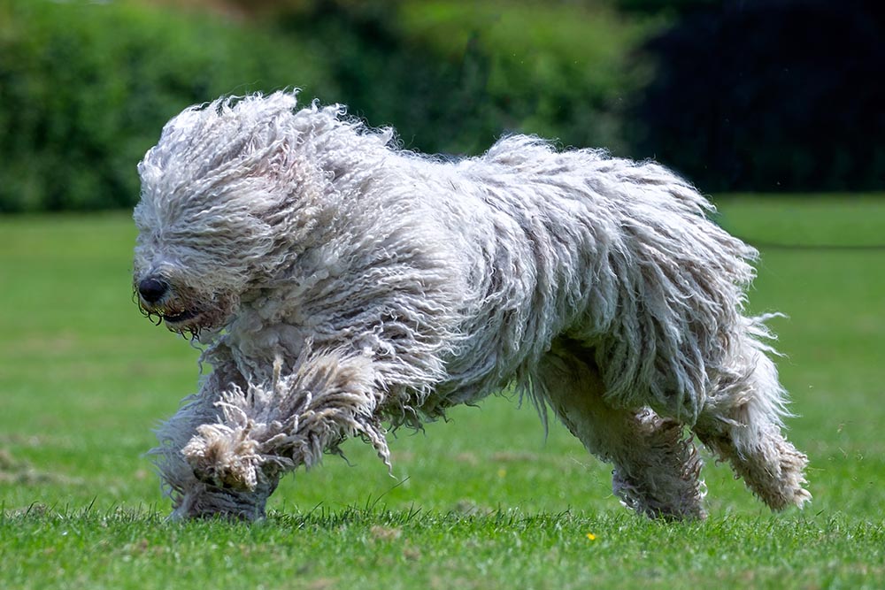 Hungarian Komondor running in the park