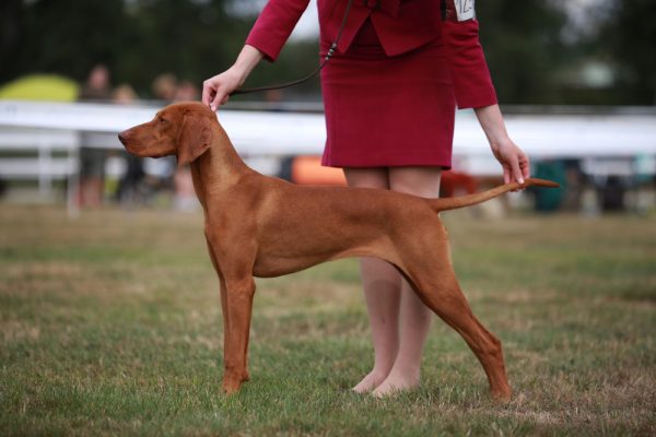 Hungarian vizsla puppy at dog show