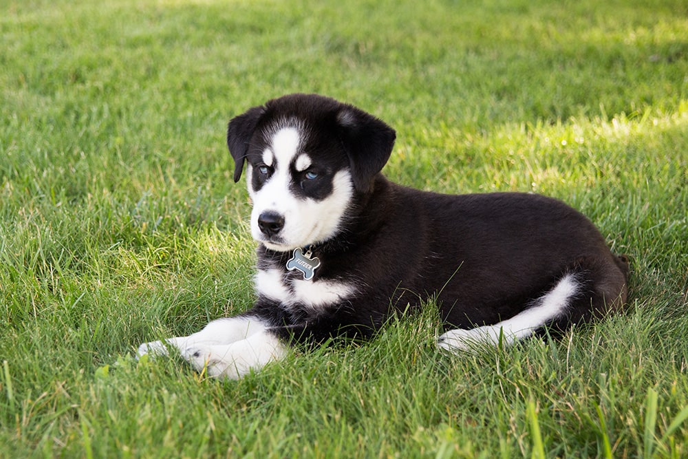 Huskador_Anastasia Musikhina_Shutterstock
