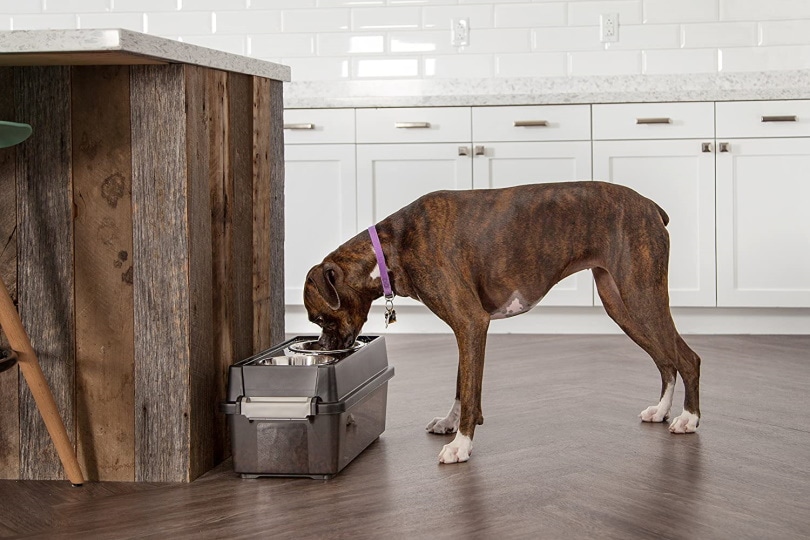 IRIS Small Elevated Feeder with Airtight Storage