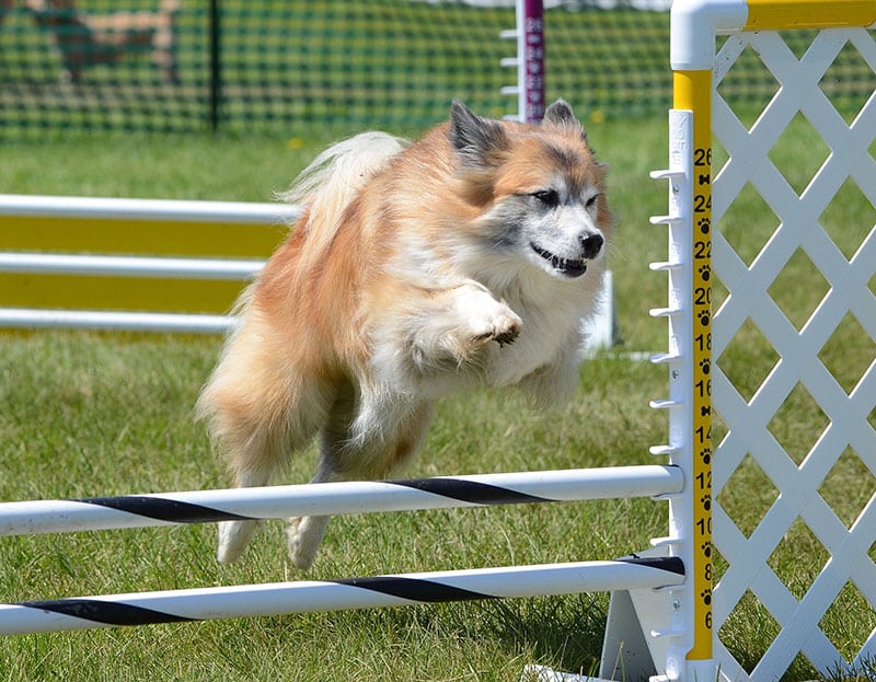 Icelandic Sheepdog Leaping Over a Jump at Dog Agility Trial