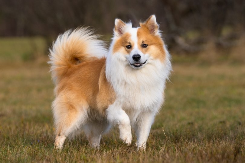 Icelandic Sheepdog_Bildagentur Zoonar GmbH_Shutterstock