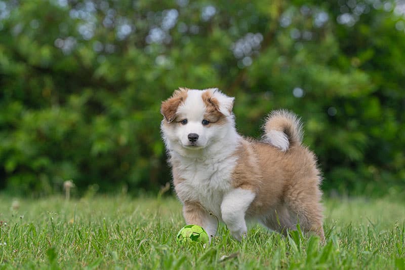 Icelandic sheepdog Puppy on the meadow
