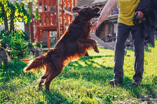 In a move. Irish red setter happy to see the owner. The dog jumping near country house