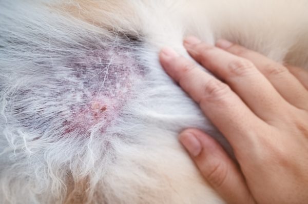 In selective focus of The Dermatitis in dog