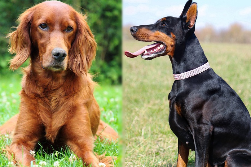 Irish Dobe Setter