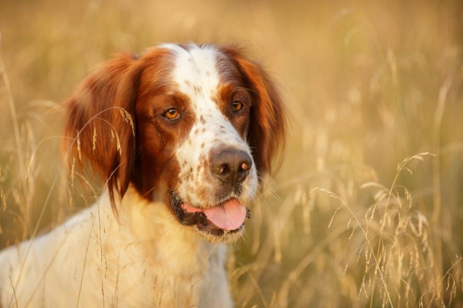 Irish-Red-And-White-Setter-portrait-in-field-Outdoor_Natalia-Fedosova_shutterstock