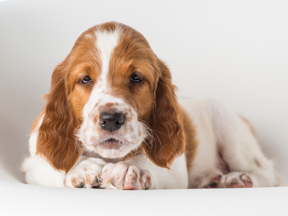 sleepy Irish Red and White Setter puppy 