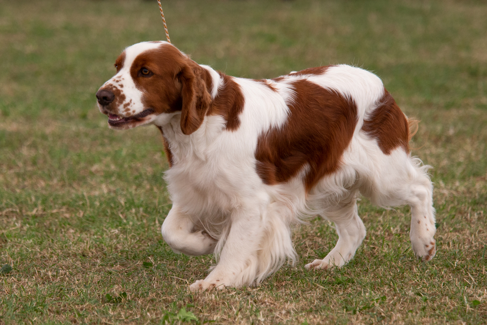 Irish Red and White Setter