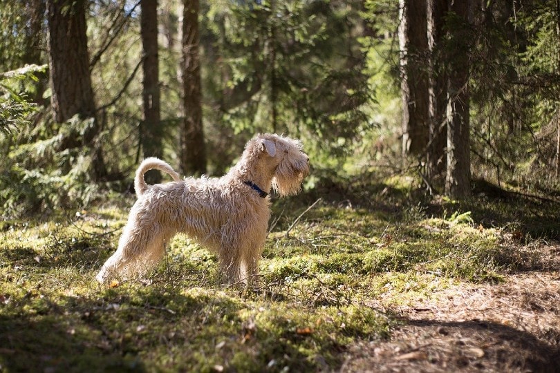 Irish Terrier