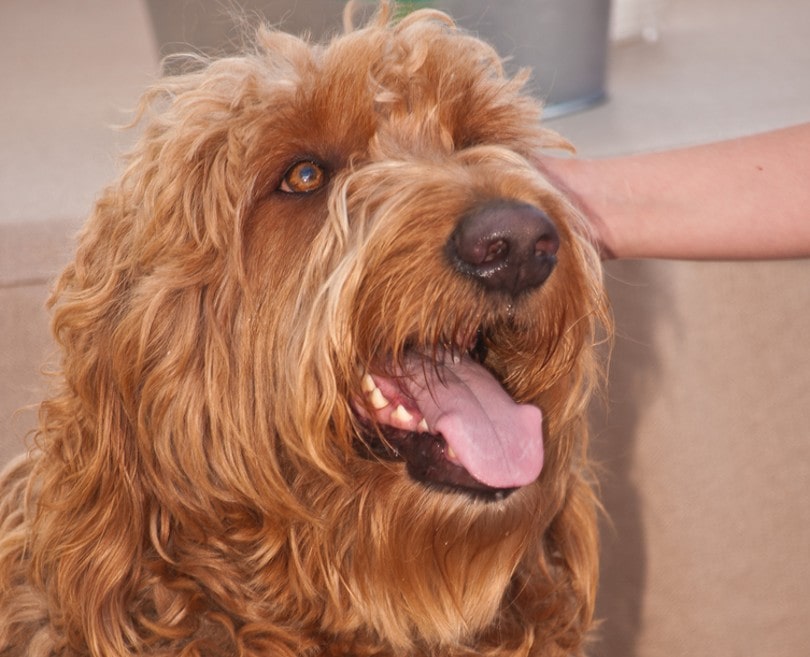 Irish Troodle (Irish Terrier x Standard Poodle)