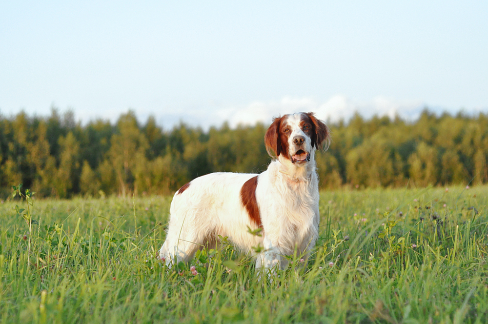 Irish red and white setter in a field