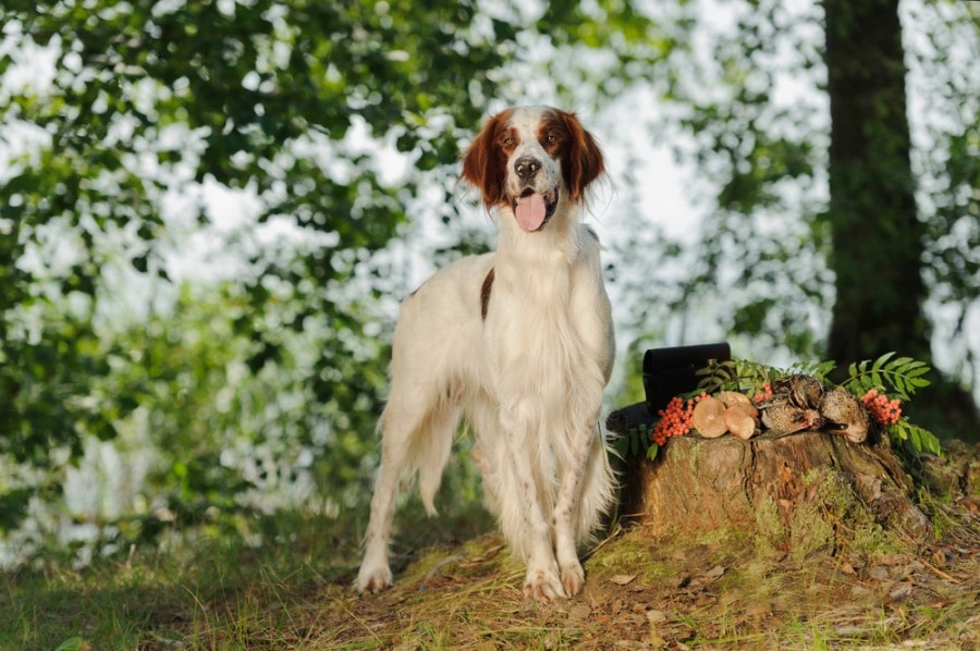 Irish-red-and-white-setter-near-to-trophies_Glenkar_shutterstock