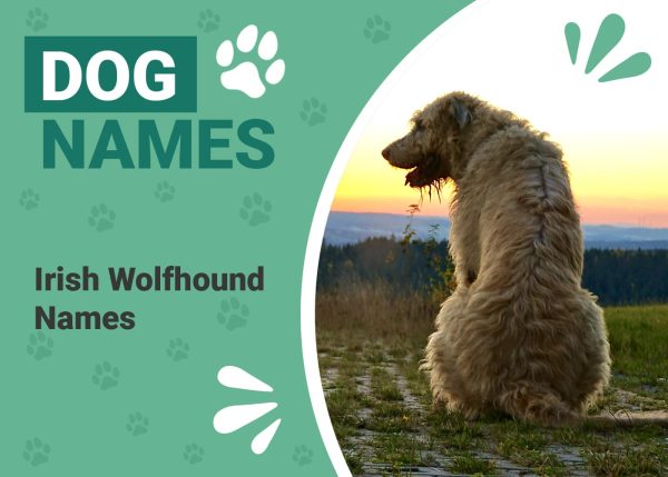 Irish Wolfhound Names