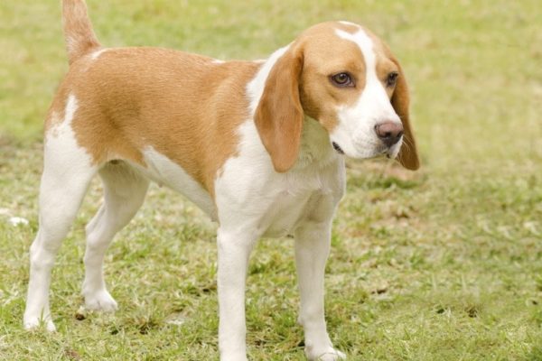 Istrain shorthaired hound_f8grapher_Shutterstock