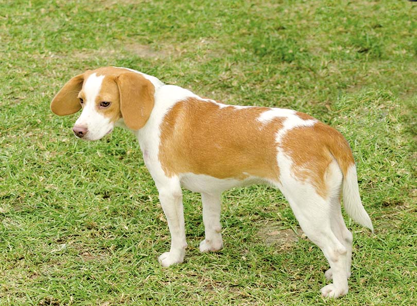 Istrian Shorthaired Hound