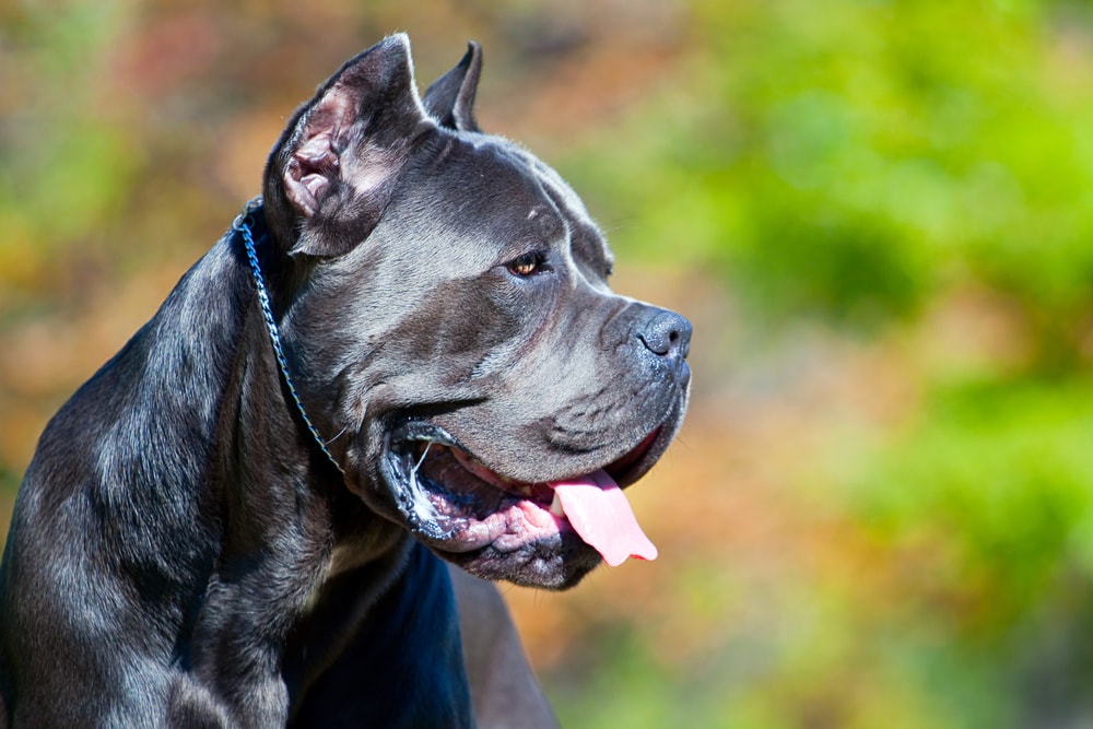 Italian Cane Corso dog