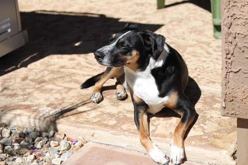 12 Summer Health Issues and Concerns in Dogs Reviewed by Vets 12 Summer Health Issues and Concerns in Dogs Reviewed by Vets